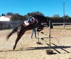 Yegua trotona 4 años, dócil y versátil: montada, enganche y salto
