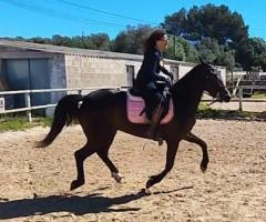 Yegua trotona 4 años, dócil y versátil: montada, enganche y salto